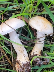 Agaricus kerriganii