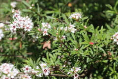 Kunzea leptospermoides