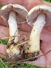 Agaricus kerriganii