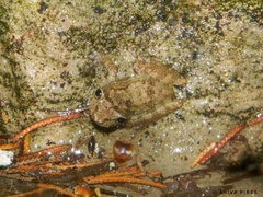 Scinax