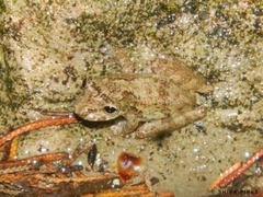 Scinax