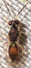 Euplectrus