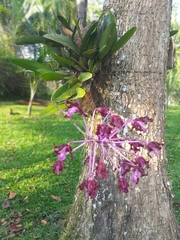 Laelia