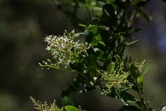 Bursaria spinosa spinosa