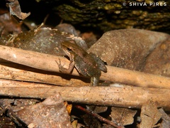 Crossodactylus gaudichaudii