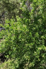 Bursaria spinosa spinosa