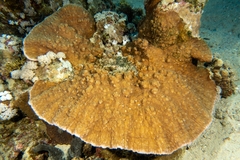 Podabacia sinai
