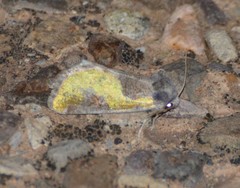 Chalcopasta fulgens