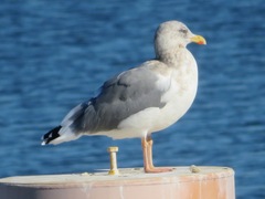 Larus argentatus vegae