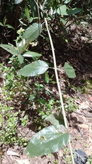 Ageratina asclepiadea