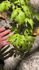 Tacca leontopetaloides