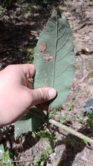 Ageratina asclepiadea