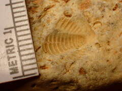 Trilobita