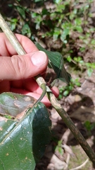 Ageratina asclepiadea