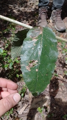 Ageratina asclepiadea