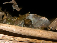 Crossodactylus gaudichaudii