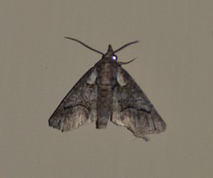 Paectes abrostolella