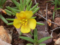 Portulaca mexicana