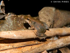 Crossodactylus gaudichaudii