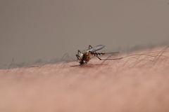 Aedes scapularis