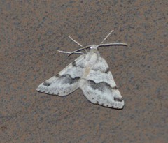 Macaria pallipennata