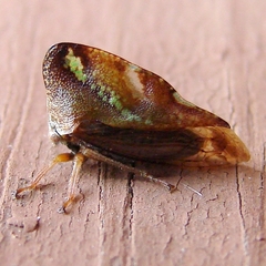 Smilia camelus