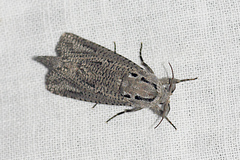 Endoxyla amphiplecta
