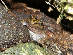 Thoropa miliaris