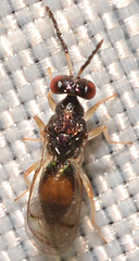 Euplectrus