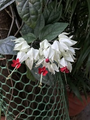 Clerodendrum thomsoniae
