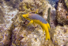 Bodianus rufus