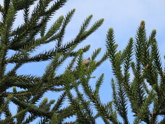 Leptasthenura setaria