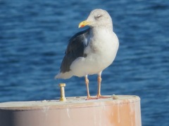 Larus argentatus vegae