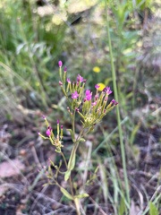 Centaurium tenuiflorum