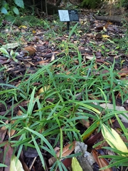 Nestegis cunninghamii