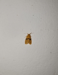 Miltochrista arcuata
