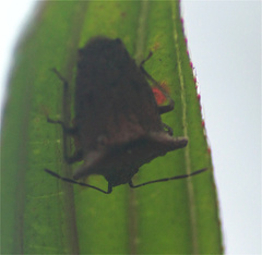 Bebaeus punctipes