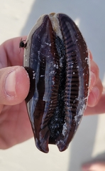 Macrocypraea cervinetta