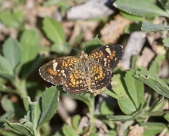 Phyciodes phaon