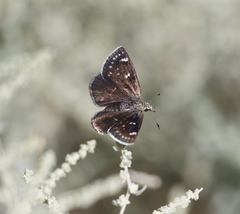 Hesperopsis libya