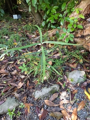 Nestegis cunninghamii