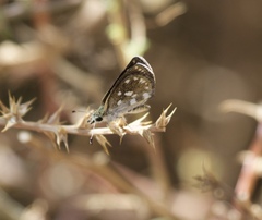 Hesperopsis libya