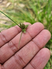 Carex inversa