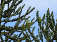 Leptasthenura setaria