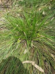 Carex inversa