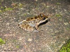 Thoropa miliaris