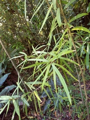 Nestegis cunninghamii