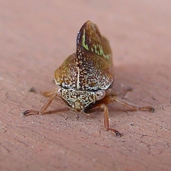 Smilia camelus