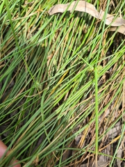 Carex inversa