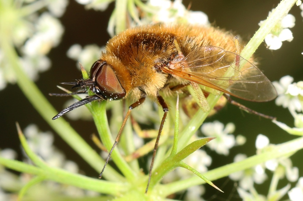 Aster Bee Fly